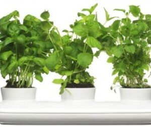 Kvetináč SAGAFORM Herb Trio 40cm